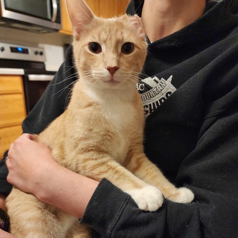 Peanut Butter, Adoptable, Young Male Domestic Short Hair.