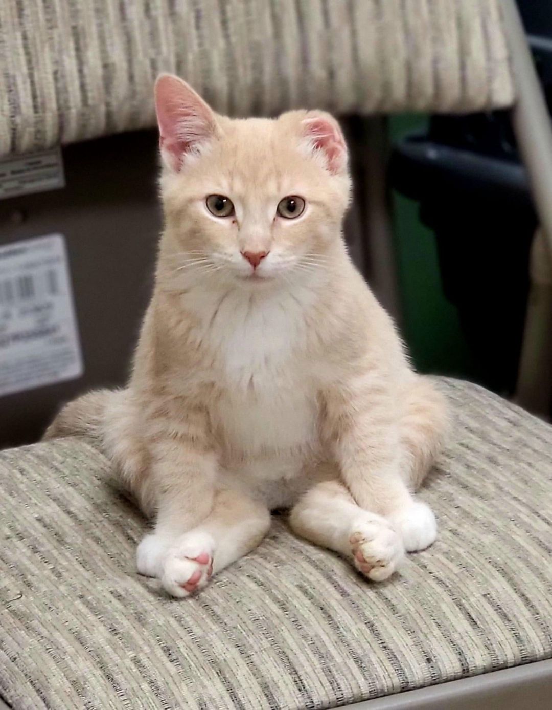 Peanut Butter, an adoptable Domestic Short Hair in Stoughton, WI, 53589 | Photo Image 3