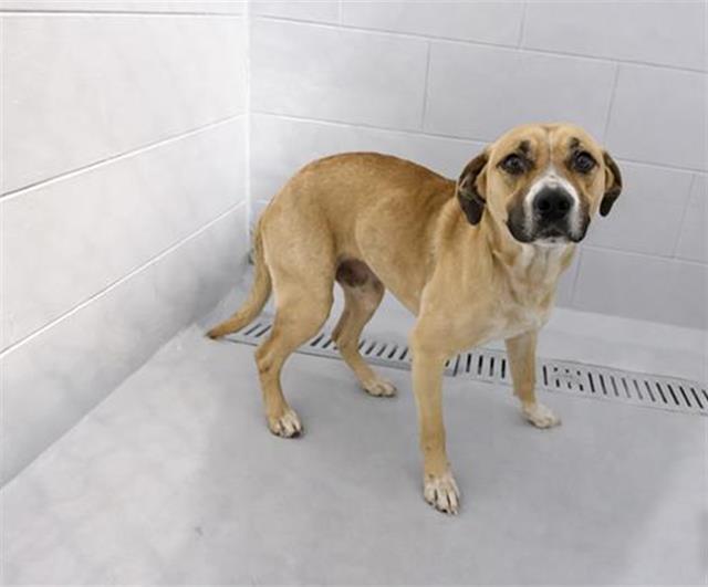 Enlarge A1263747, a Adoptable mixed breed in Winter Haven, FL image 1/1