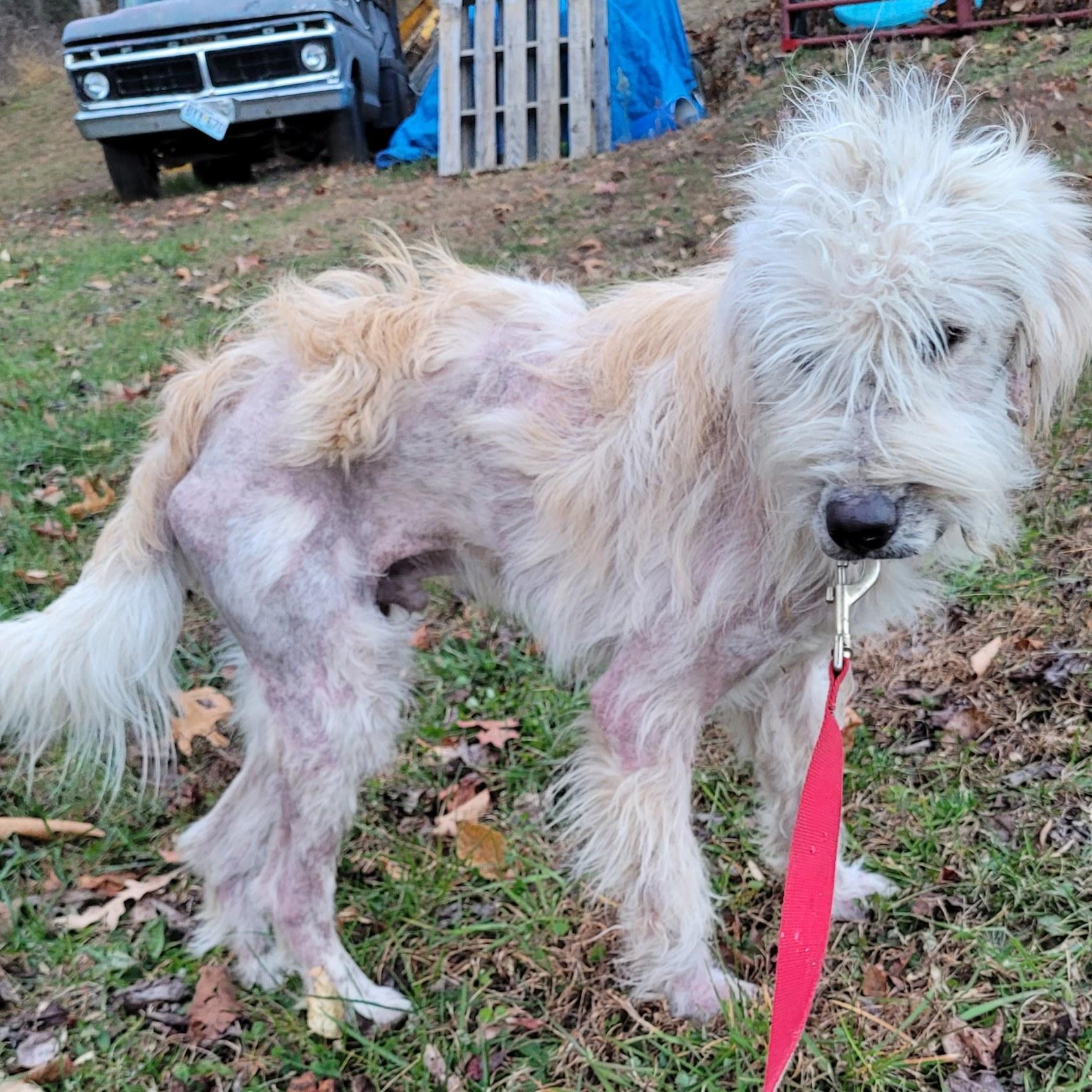 Scoob, Adoptable, Young Male Poodle.