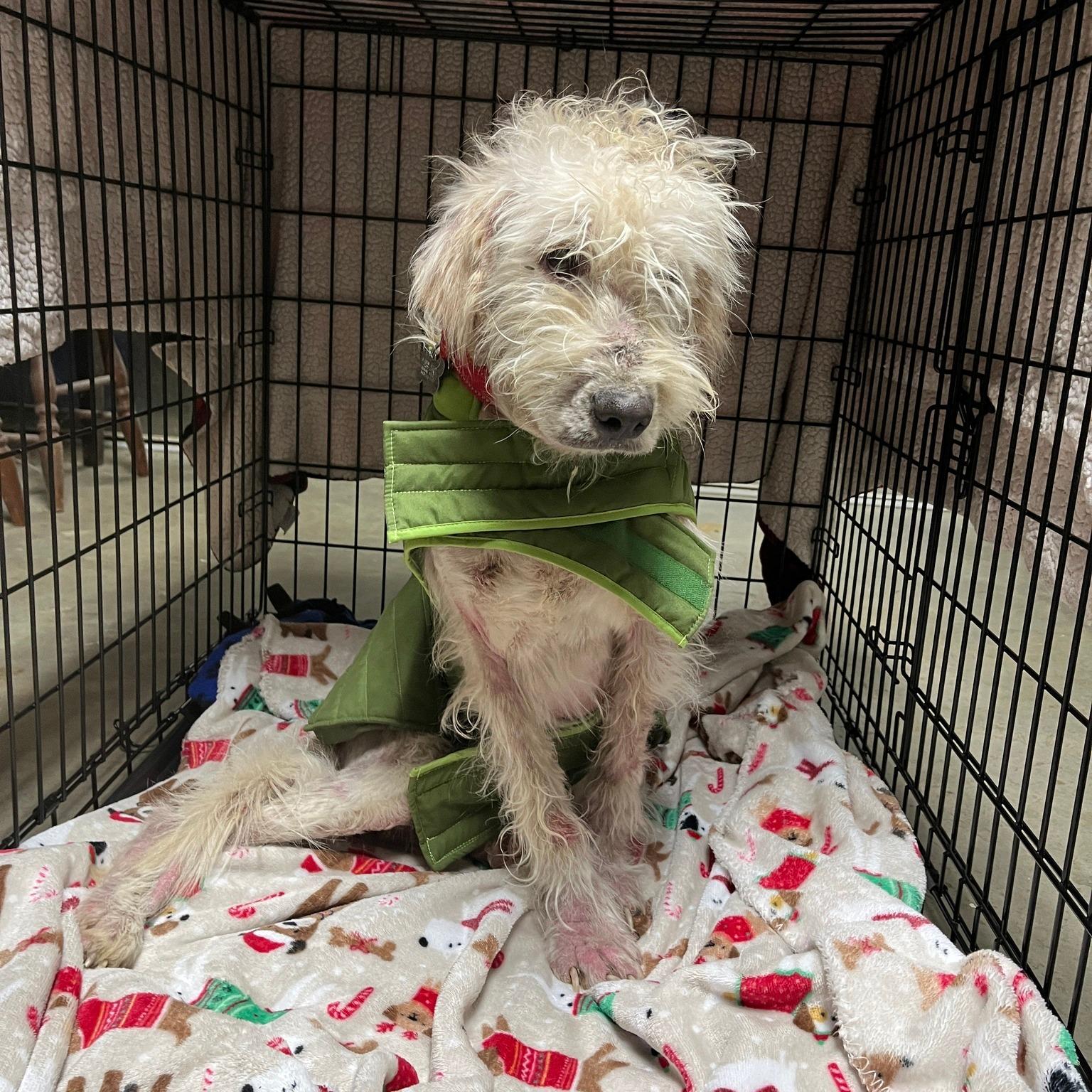 Enlarge Scoob, a Adoptable mixed breed in Floyd, VA image 2/5