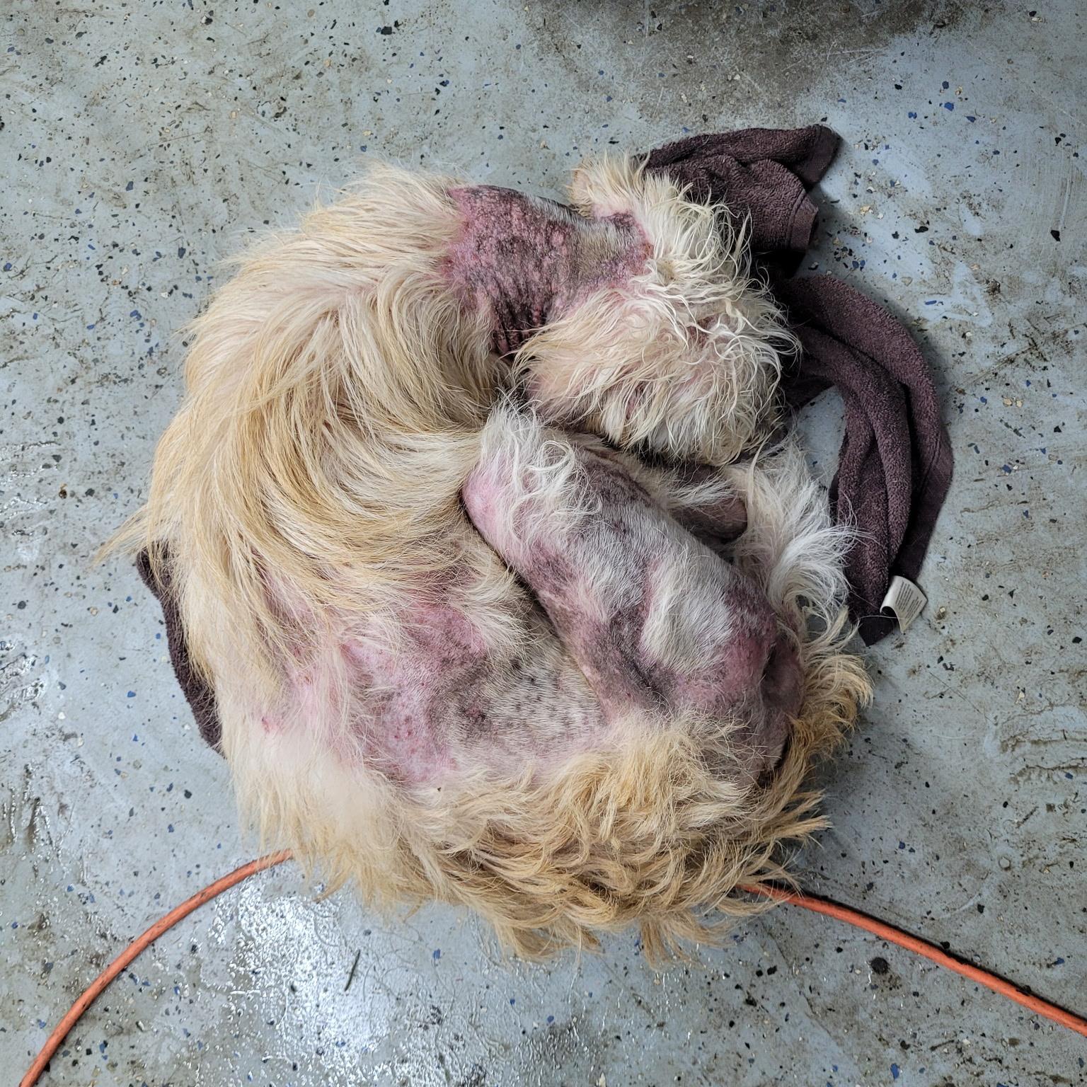 Enlarge Scoob, a Adoptable mixed breed in Floyd, VA image 3/5