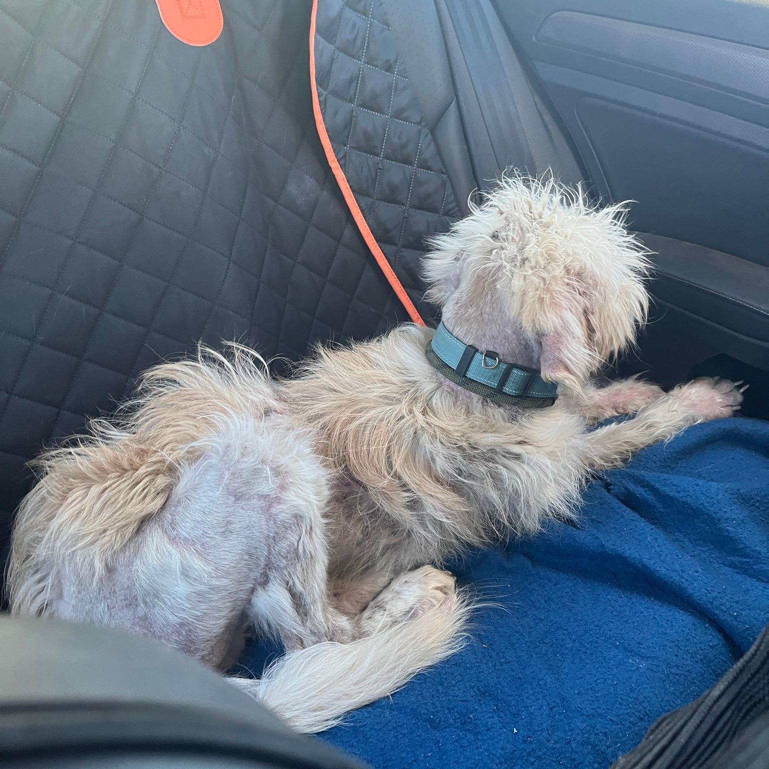 Enlarge Scoob, a Adoptable mixed breed in Floyd, VA image 5/5