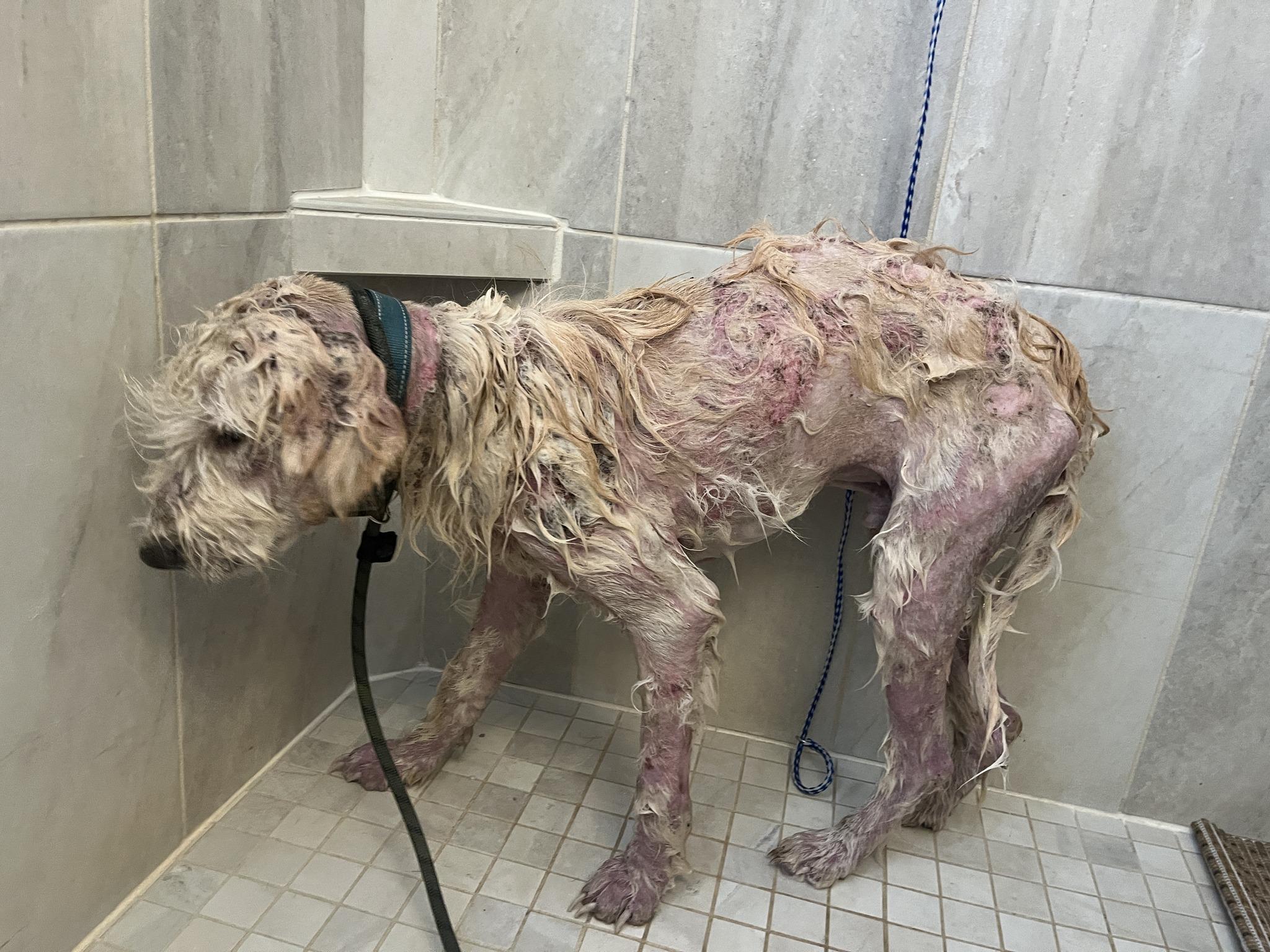 Enlarge Scoob, a Adoptable mixed breed in Floyd, VA image 4/5