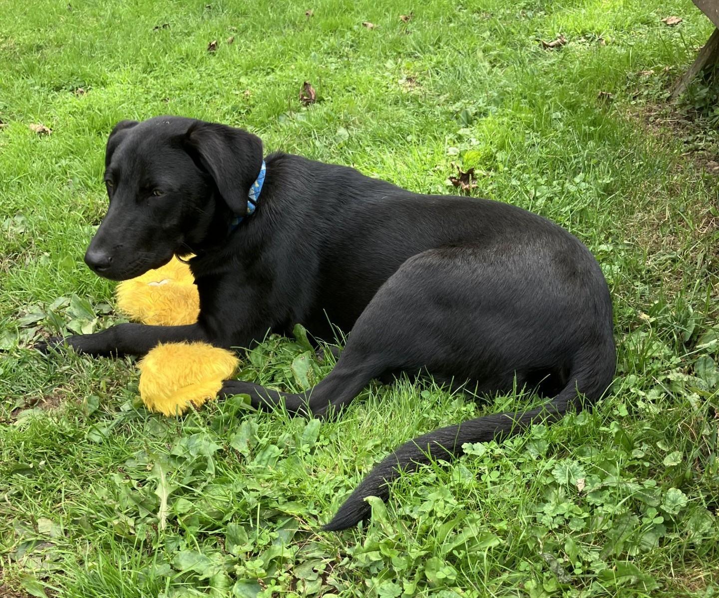 Enlarge Bones 2, a Adopted mixed breed in Killingworth, CT image 5/6