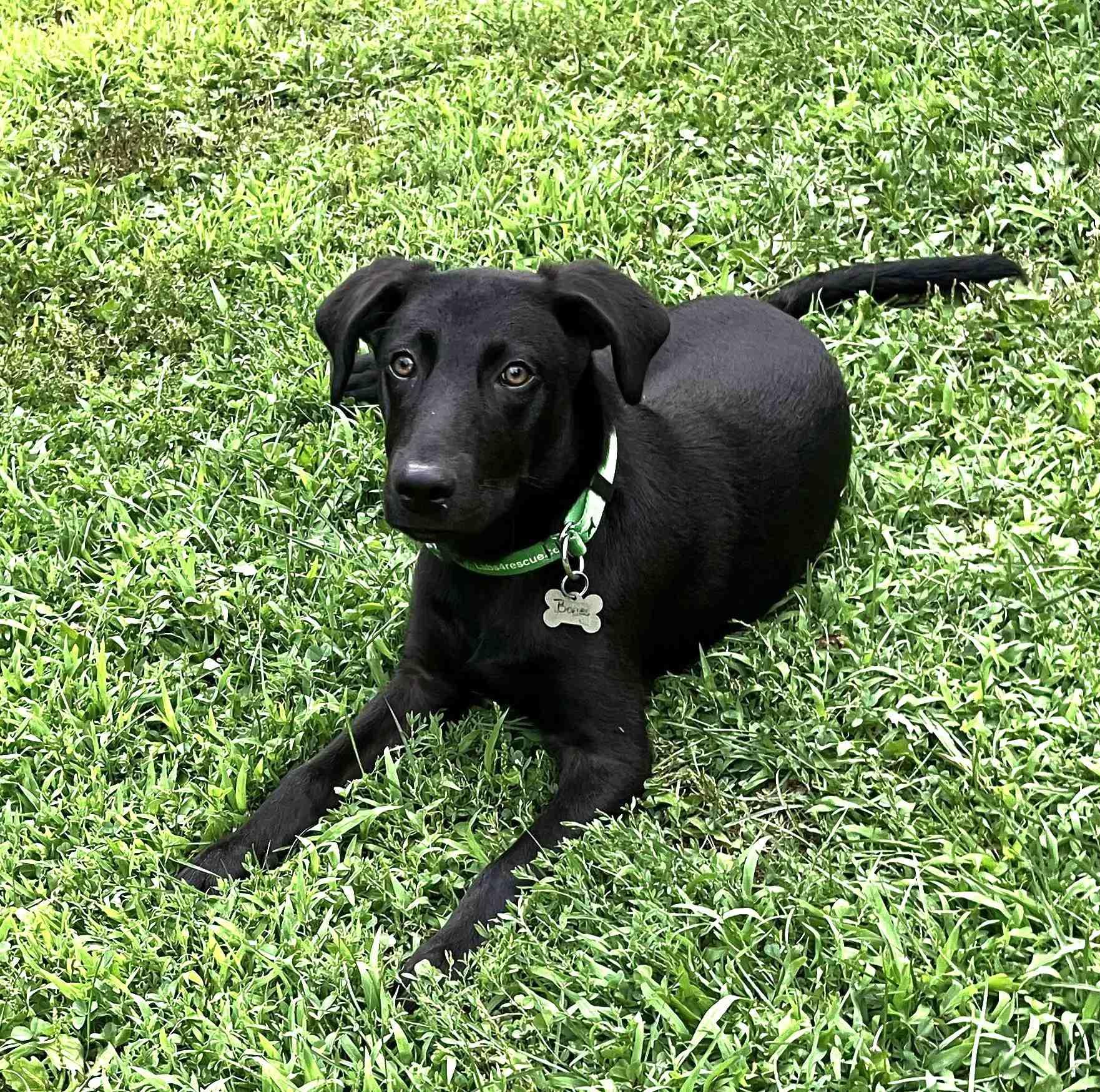 Bones 2, Adopted, Young Male Black Labrador Retriever.