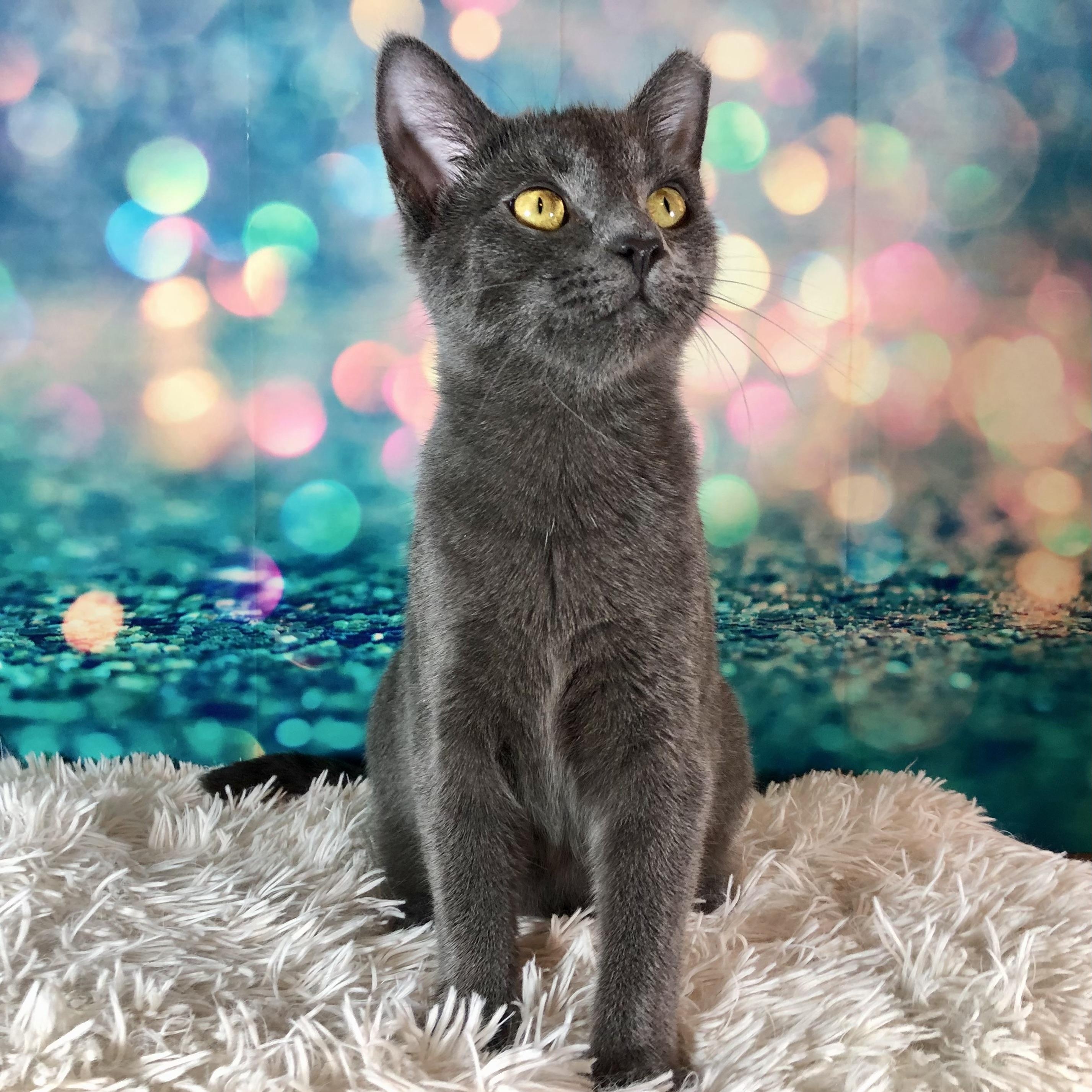 Enlarge Cagney, a Adoptable Domestic Short Hair in Greensburg, PA image 1/6