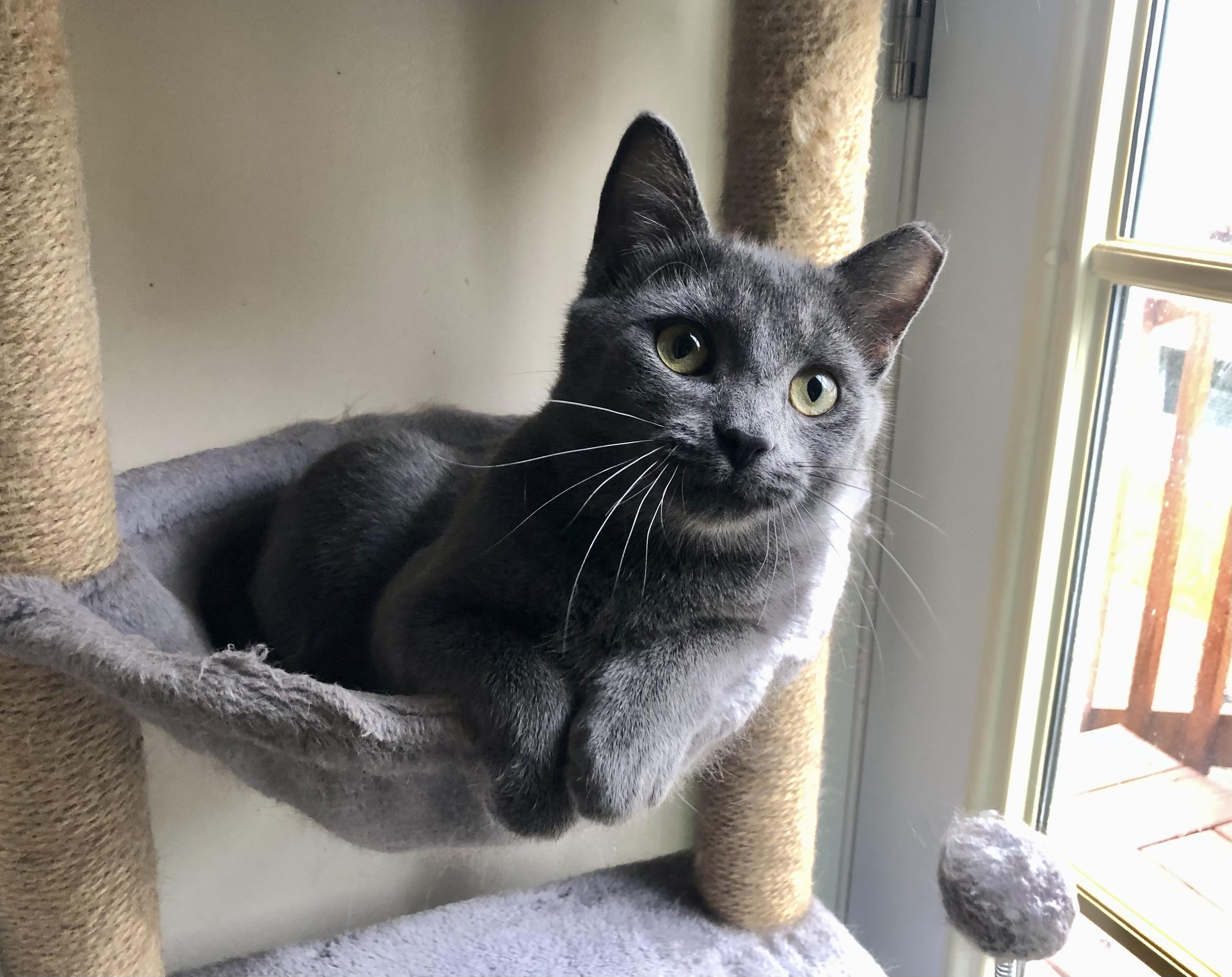 Enlarge Cagney, a Adoptable Domestic Short Hair in Greensburg, PA image 2/6