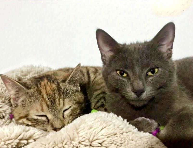 Enlarge Cagney, a Adoptable Domestic Short Hair in Greensburg, PA image 6/6