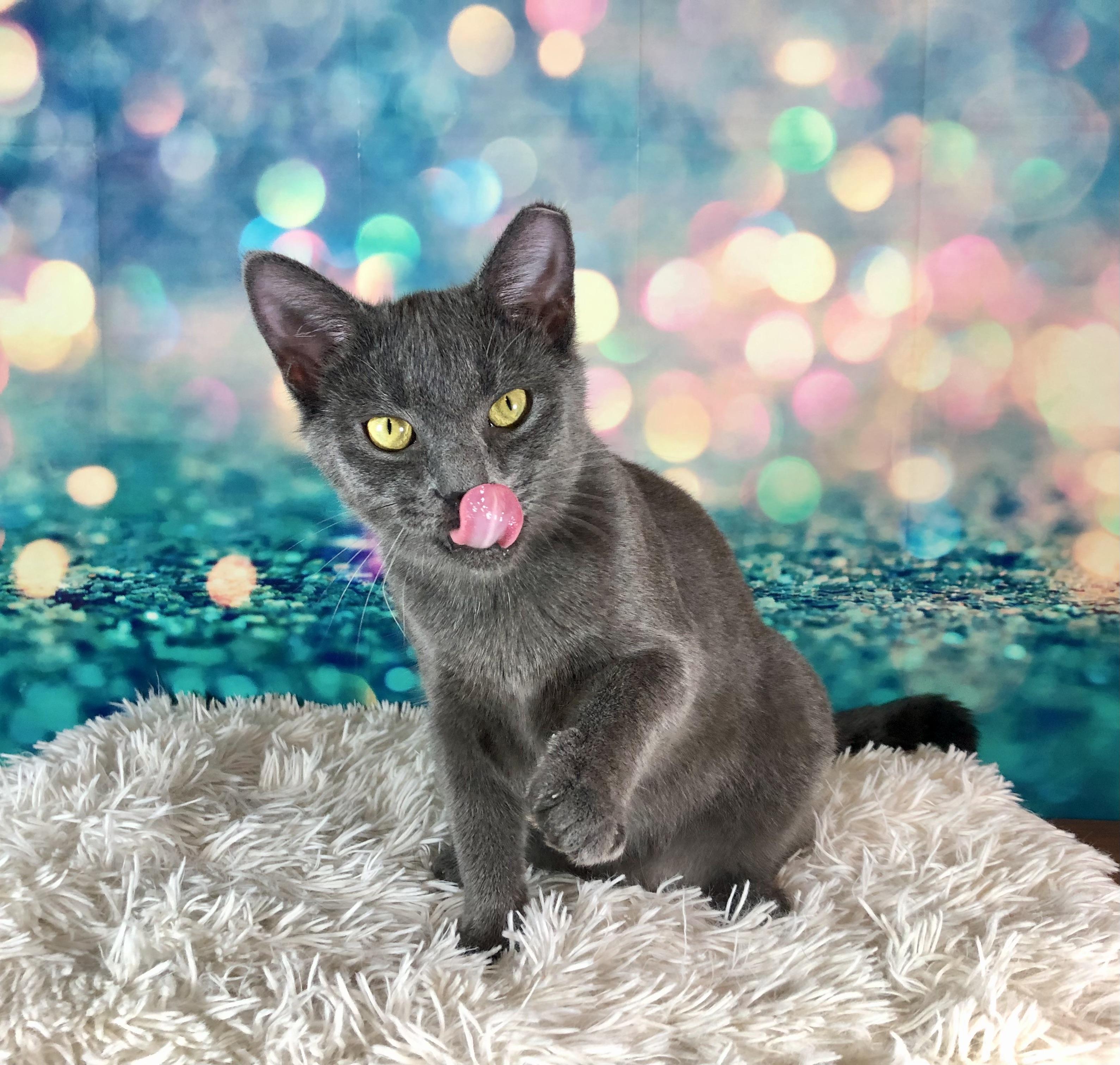 Enlarge Cagney, a Adoptable Domestic Short Hair in Greensburg, PA image 4/6