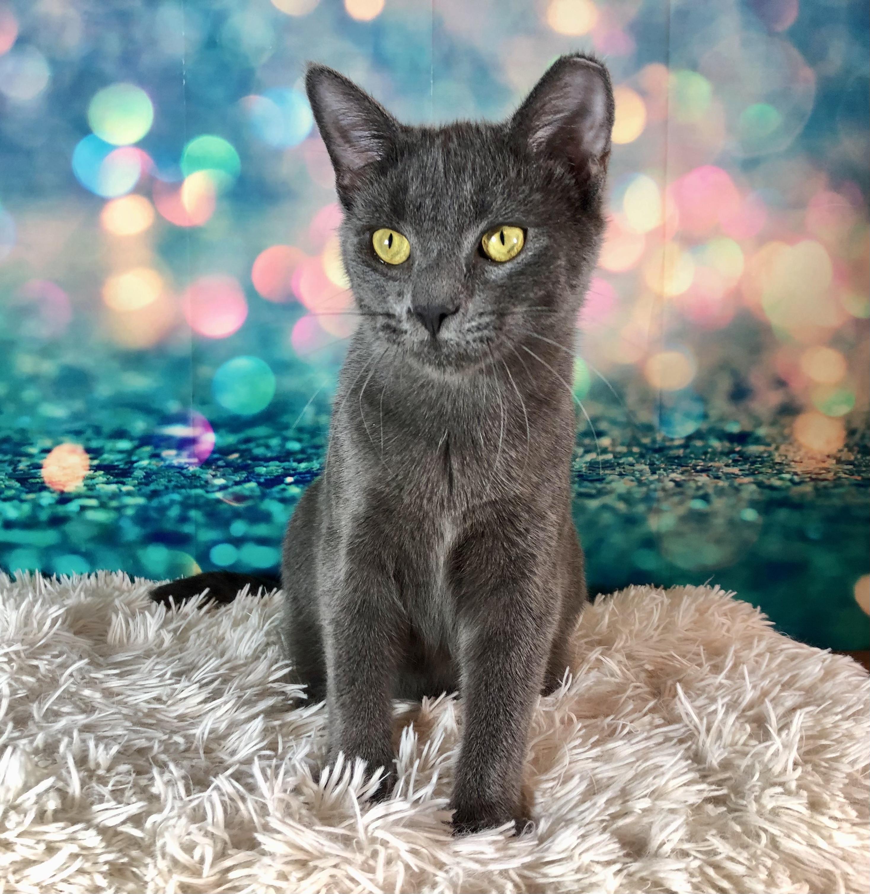 Enlarge Cagney, a Adoptable Domestic Short Hair in Greensburg, PA image 5/6