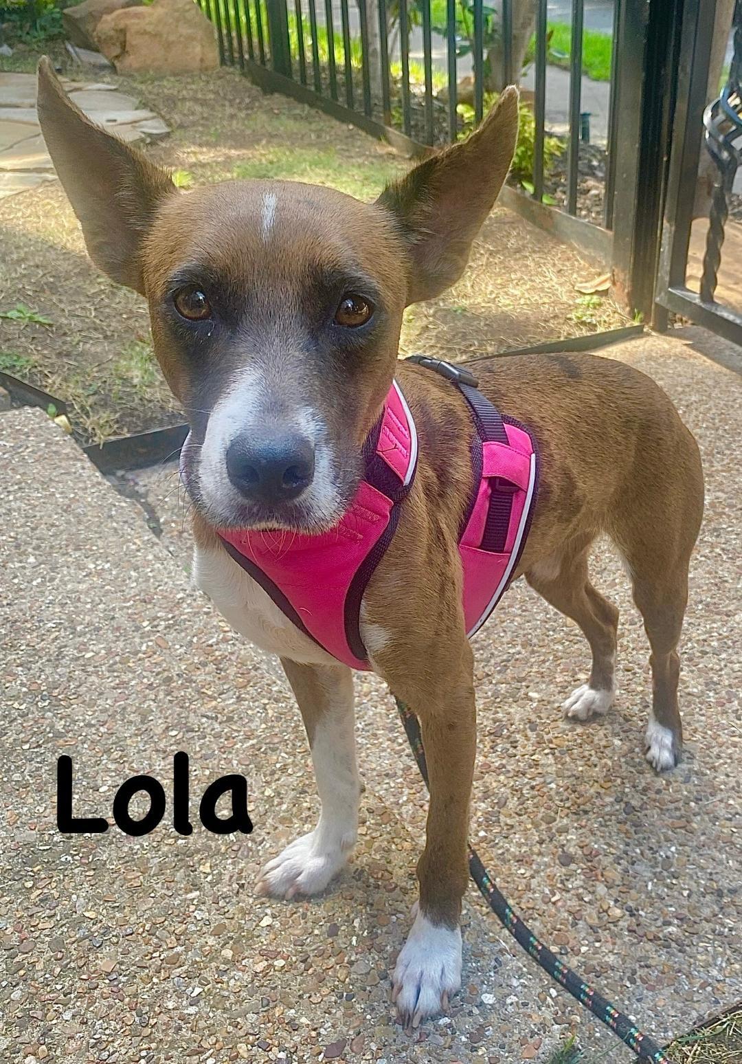 Lola, ADOPTABLE, Young Female Catahoula Leopard Dog.
