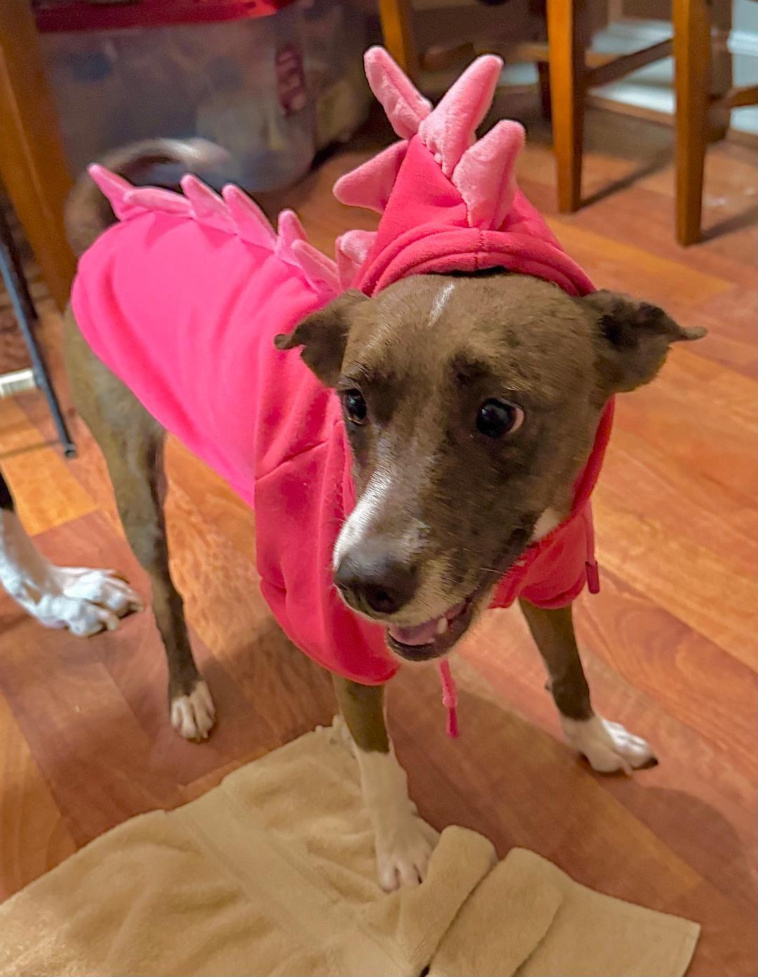 Enlarge Lola, a ADOPTABLE mixed breed in Carrollton, TX image 4/5