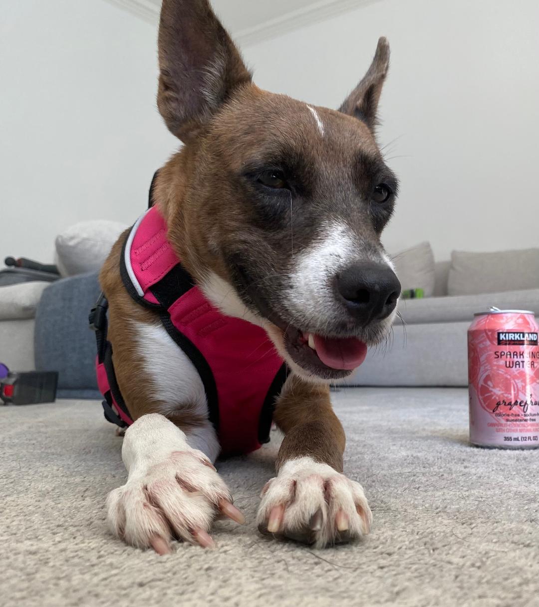 Enlarge Lola, a ADOPTABLE mixed breed in Carrollton, TX image 2/5