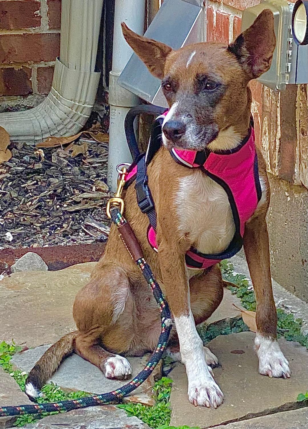 Enlarge Lola, a ADOPTABLE mixed breed in Carrollton, TX image 5/5