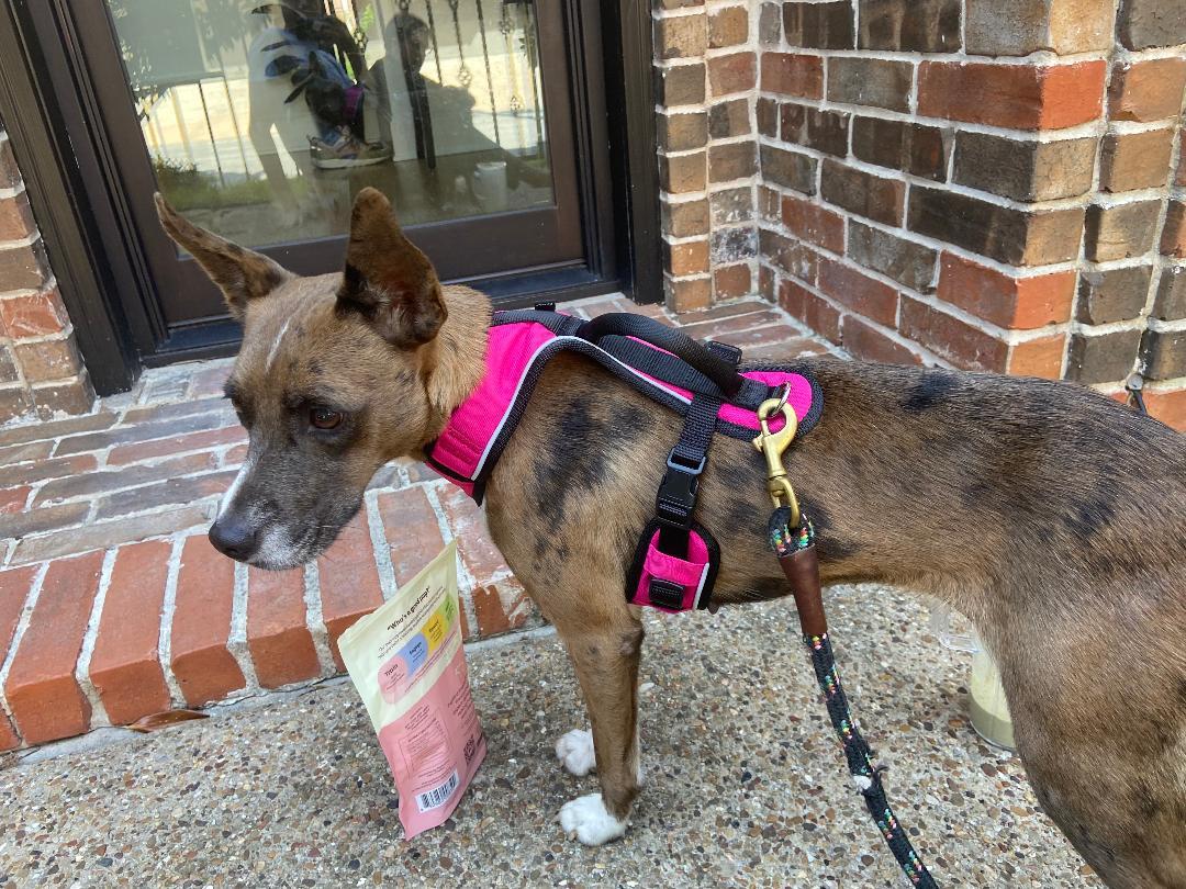 Enlarge Lola, a ADOPTABLE mixed breed in Carrollton, TX image 3/5