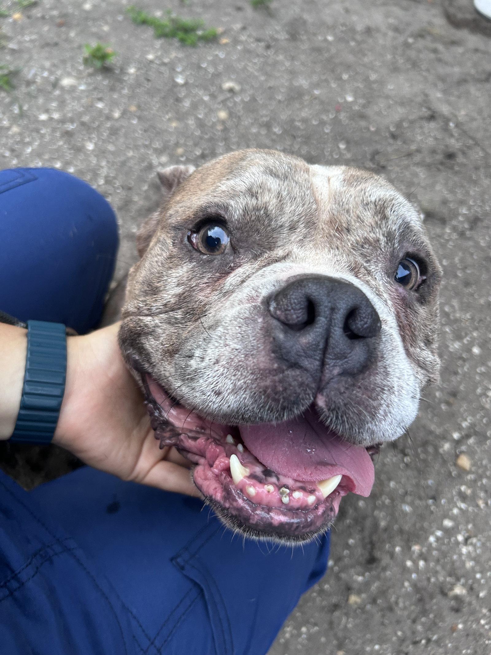 Enlarge Jax, a Adoptable American Bulldog in Sanford, FL image 1/3