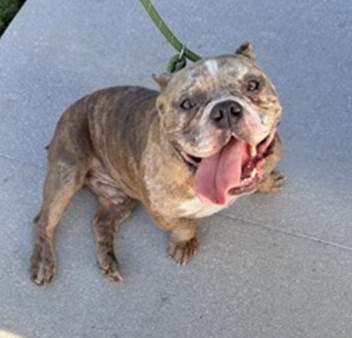 Enlarge Jax, a Adoptable American Bulldog in Sanford, FL image 2/3