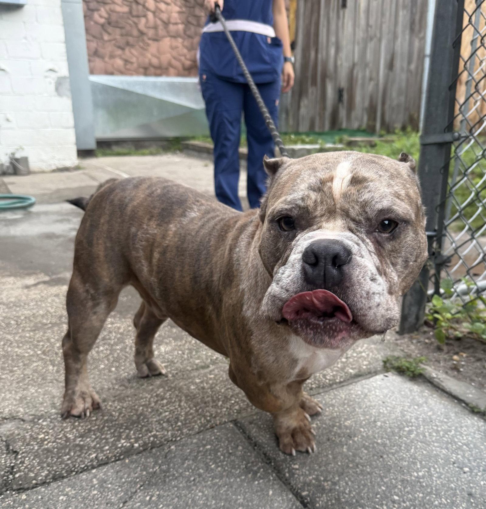 Enlarge Jax, a Adoptable American Bulldog in Sanford, FL image 3/3