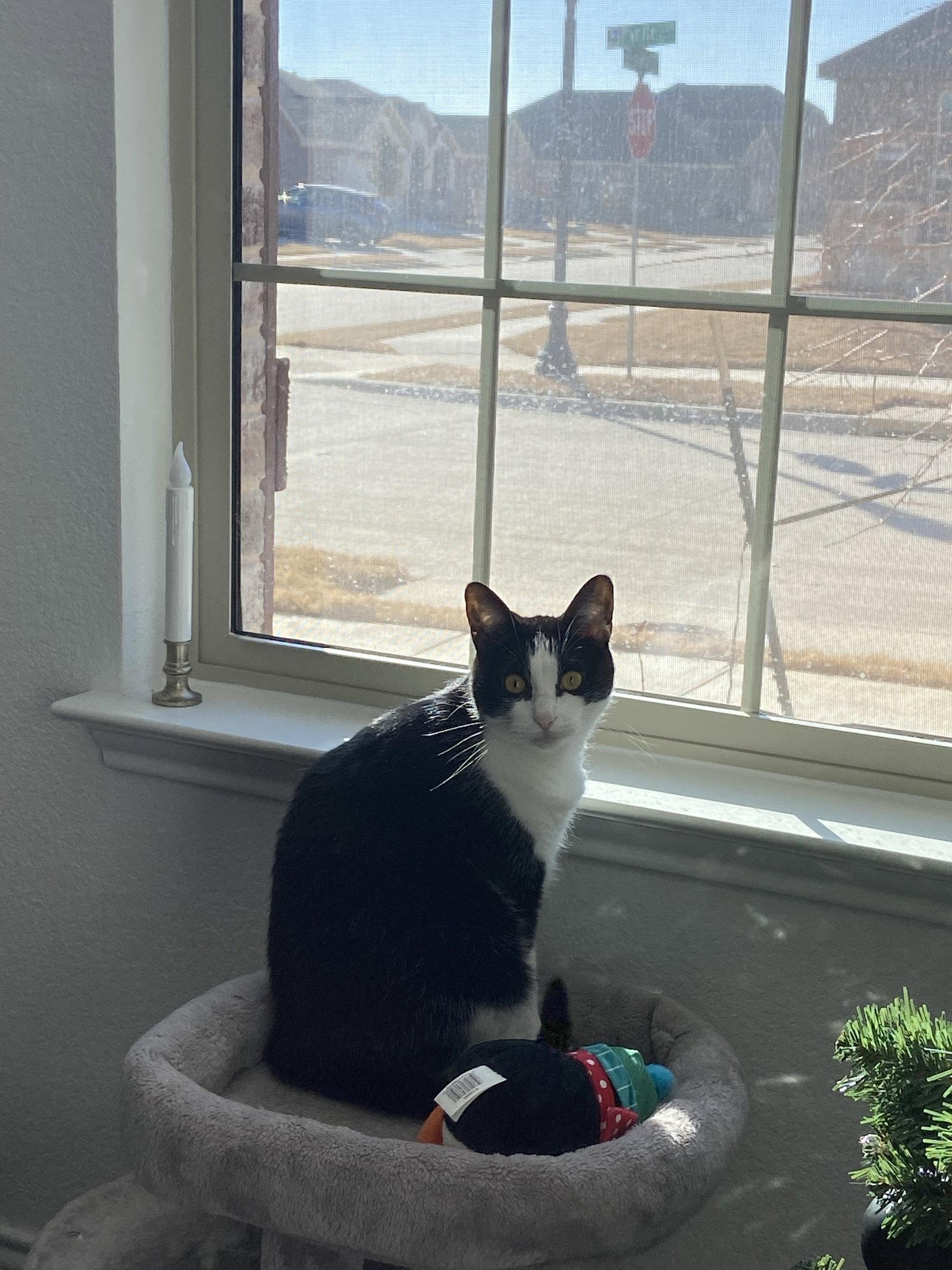 Enlarge Rogue, a Adoptable American Shorthair in Euless, TX image 1/3