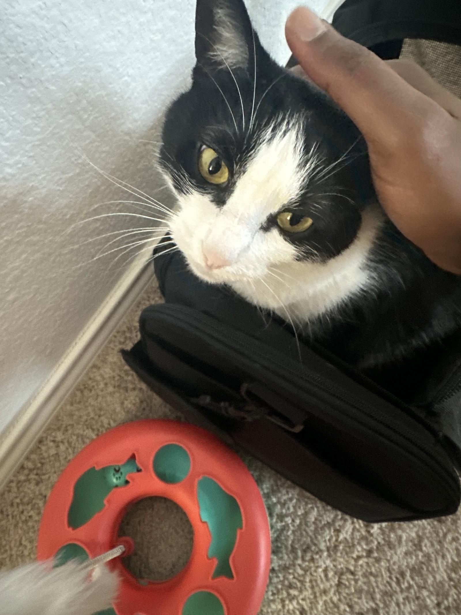 Enlarge Rogue, a Adoptable American Shorthair in Euless, TX image 2/3