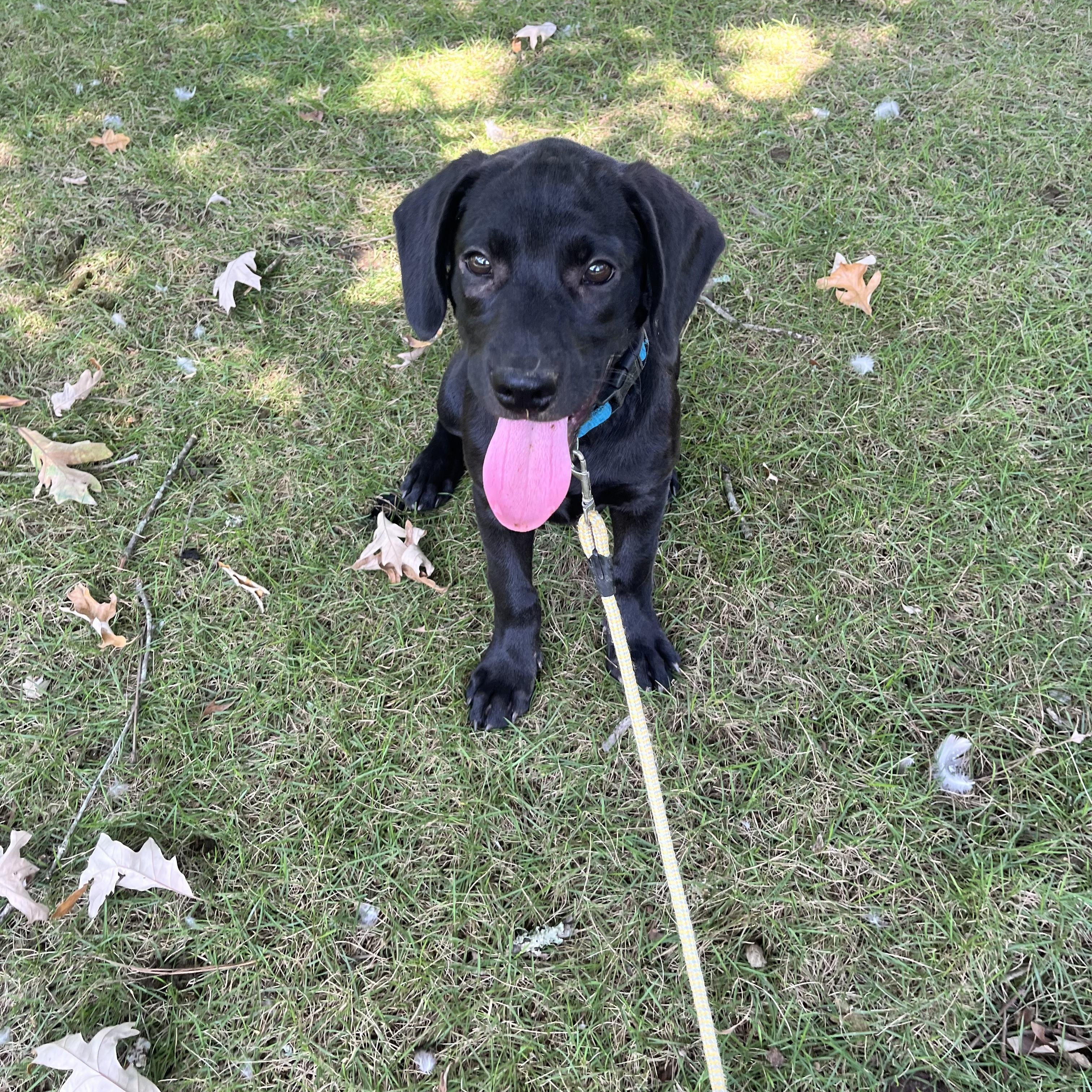 Enlarge Bella, an adopted mixed breed in Foley, AL image 4/5