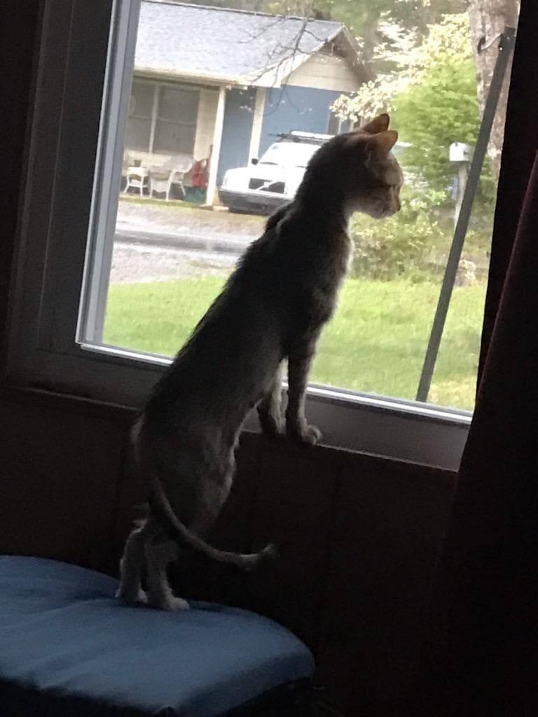 Sweet Pea thumbnail 2