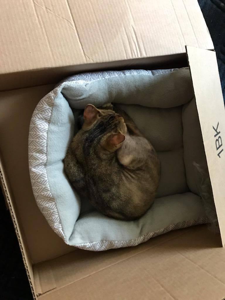 Enlarge Sweet Pea, a Adoptable mixed breed in Marion, NC image 9/12