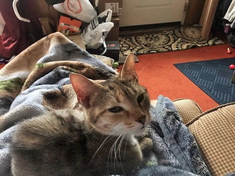 Enlarge Sweet Pea, a Adoptable mixed breed in Marion, NC image 10/12