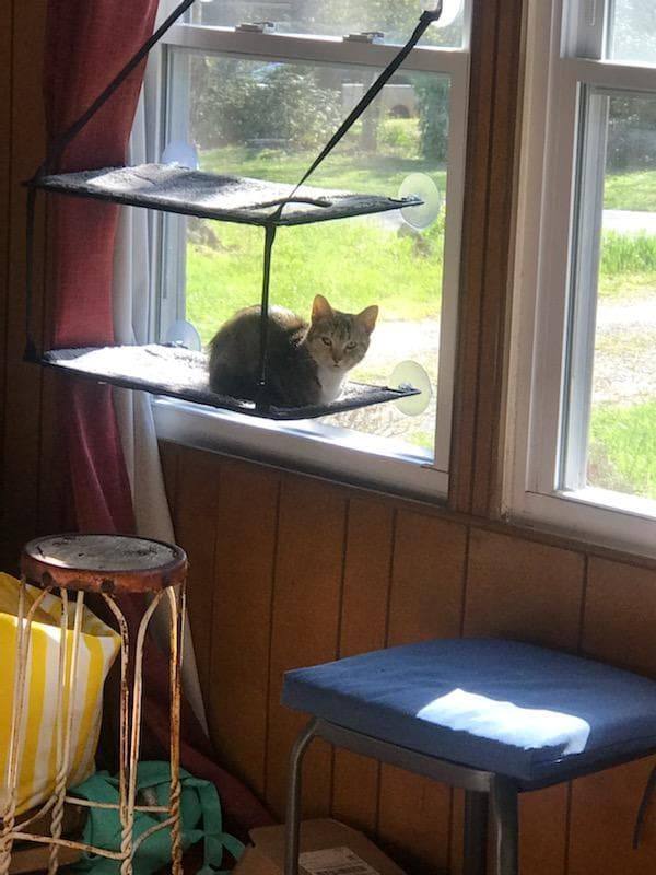 Enlarge Sweet Pea, a Adoptable mixed breed in Marion, NC image 11/12