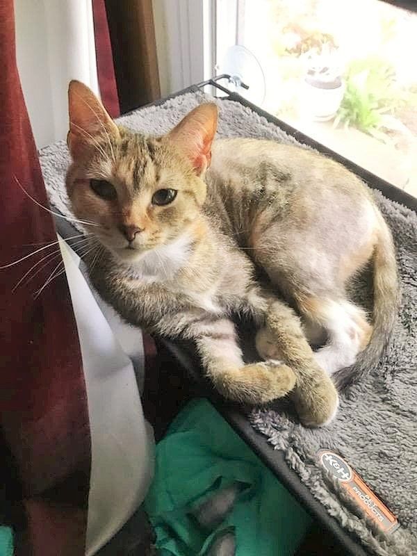Sweet Pea, Adoptable, Adult Female Domestic Short Hair & Torbie.