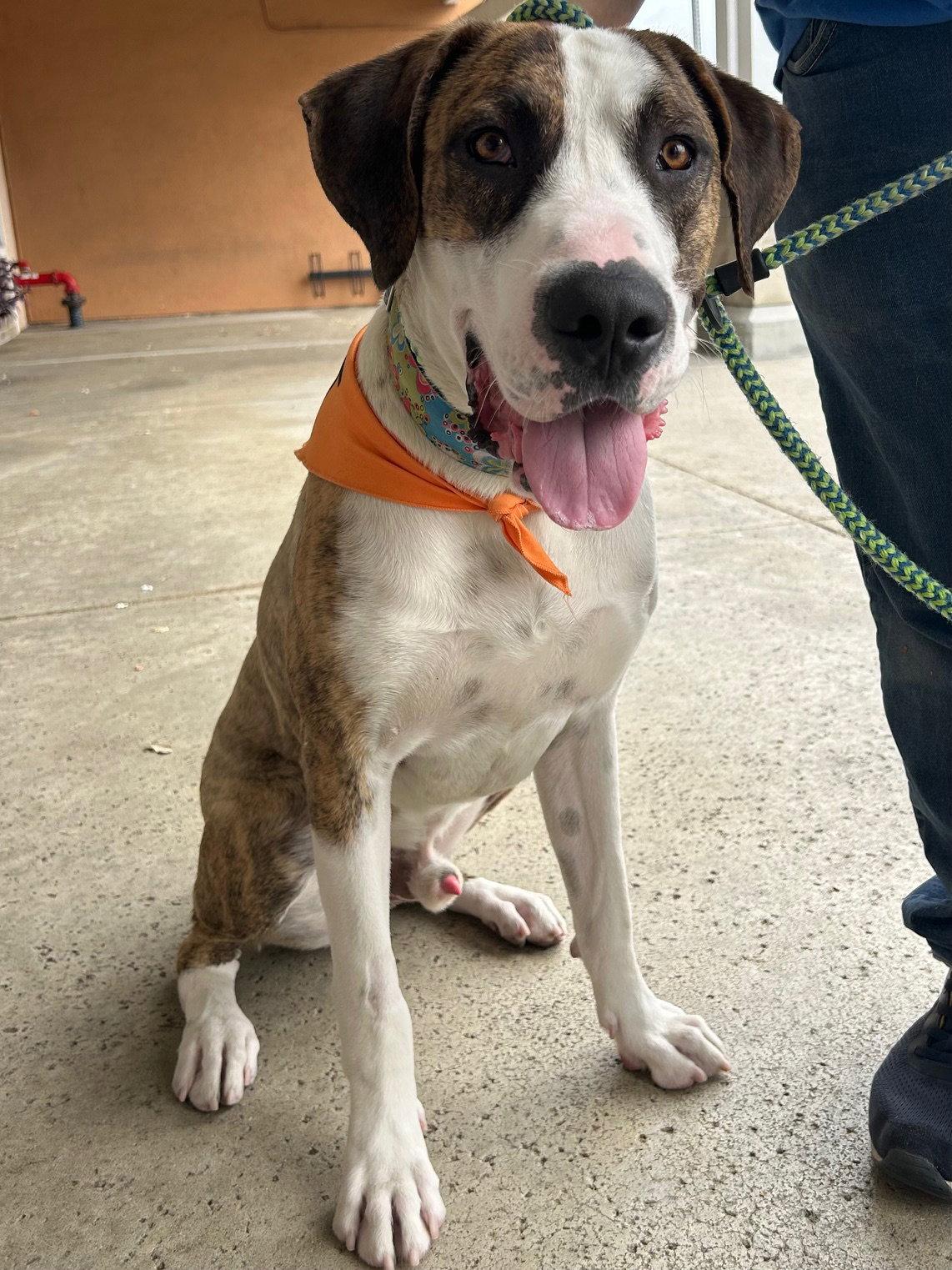 Roscoe, a Adoptable Great Dane in San Diego, CA image 1/3