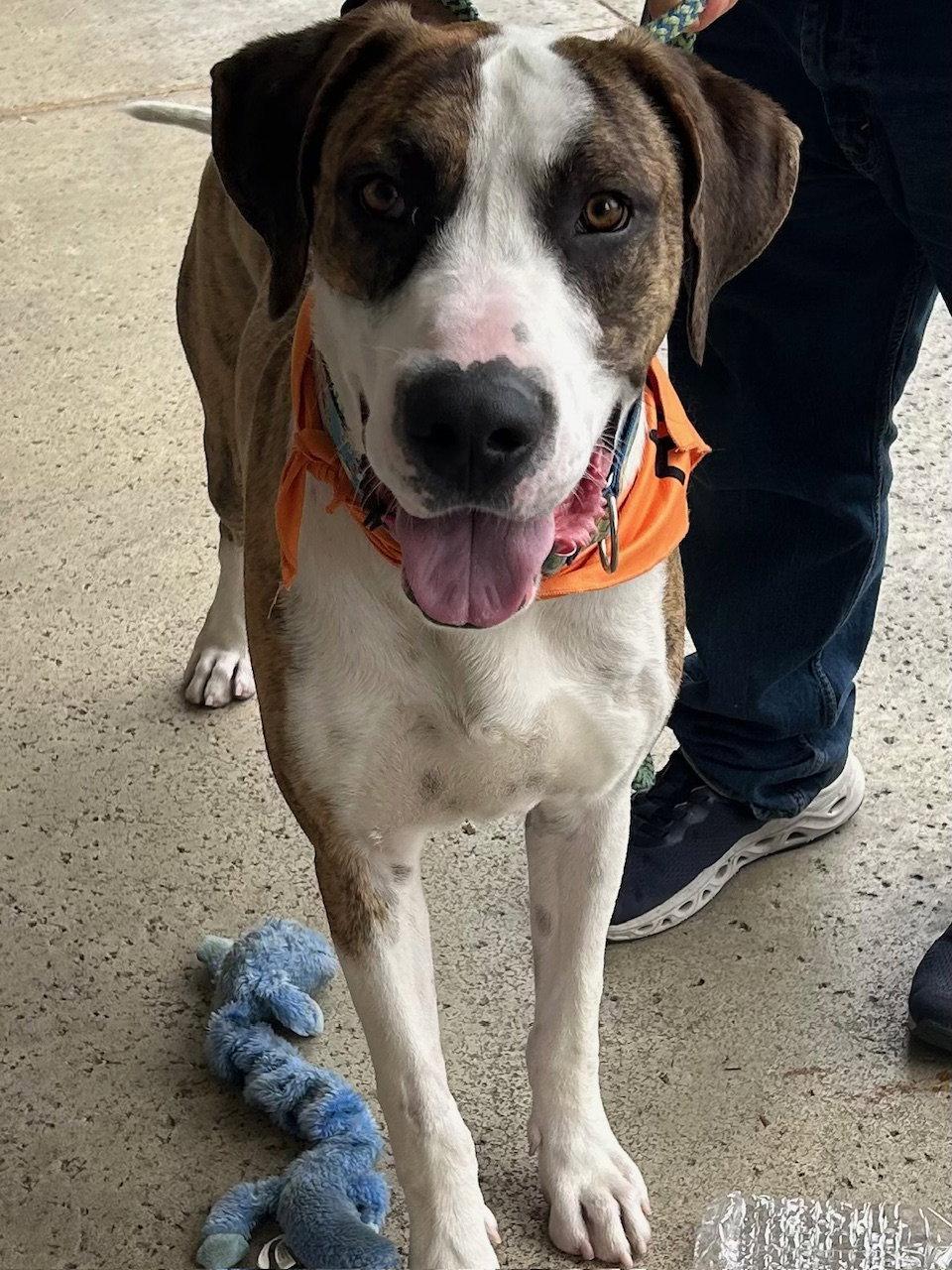 Roscoe, a Adoptable Great Dane in San Diego, CA image 2/3