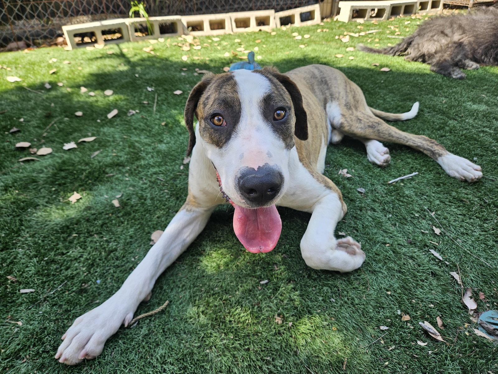 Roscoe, a Adoptable Great Dane in San Diego, CA image 3/3