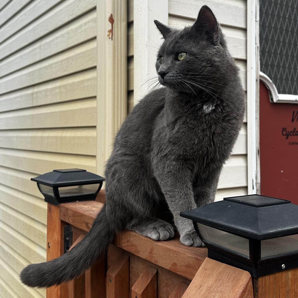 Found 80th St SE Rochester 2 cats, Adoptable, Adult Male Domestic Short Hair & Domestic Short Hair.