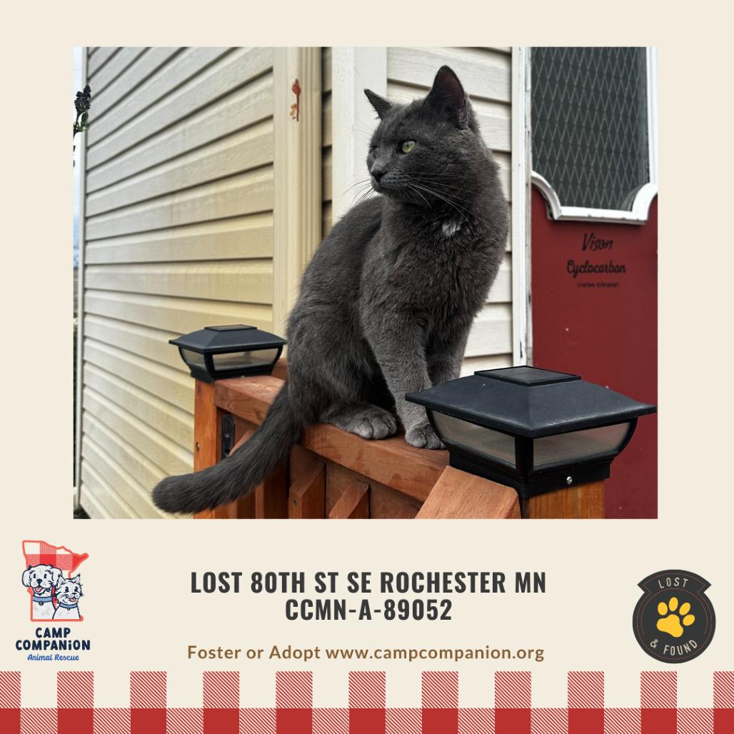 Found 80th St SE Rochester 2 cats, a Adoptable mixed breed in Rochester, MN image 2/2