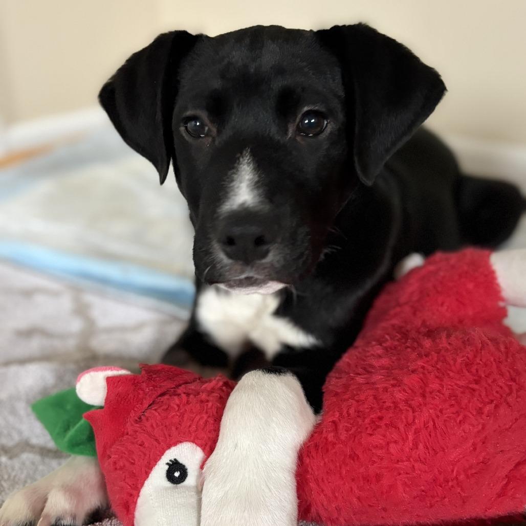 Bodhi — thumbnail 2