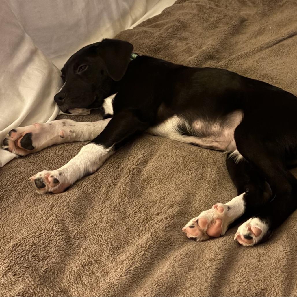 Bodhi — thumbnail 6