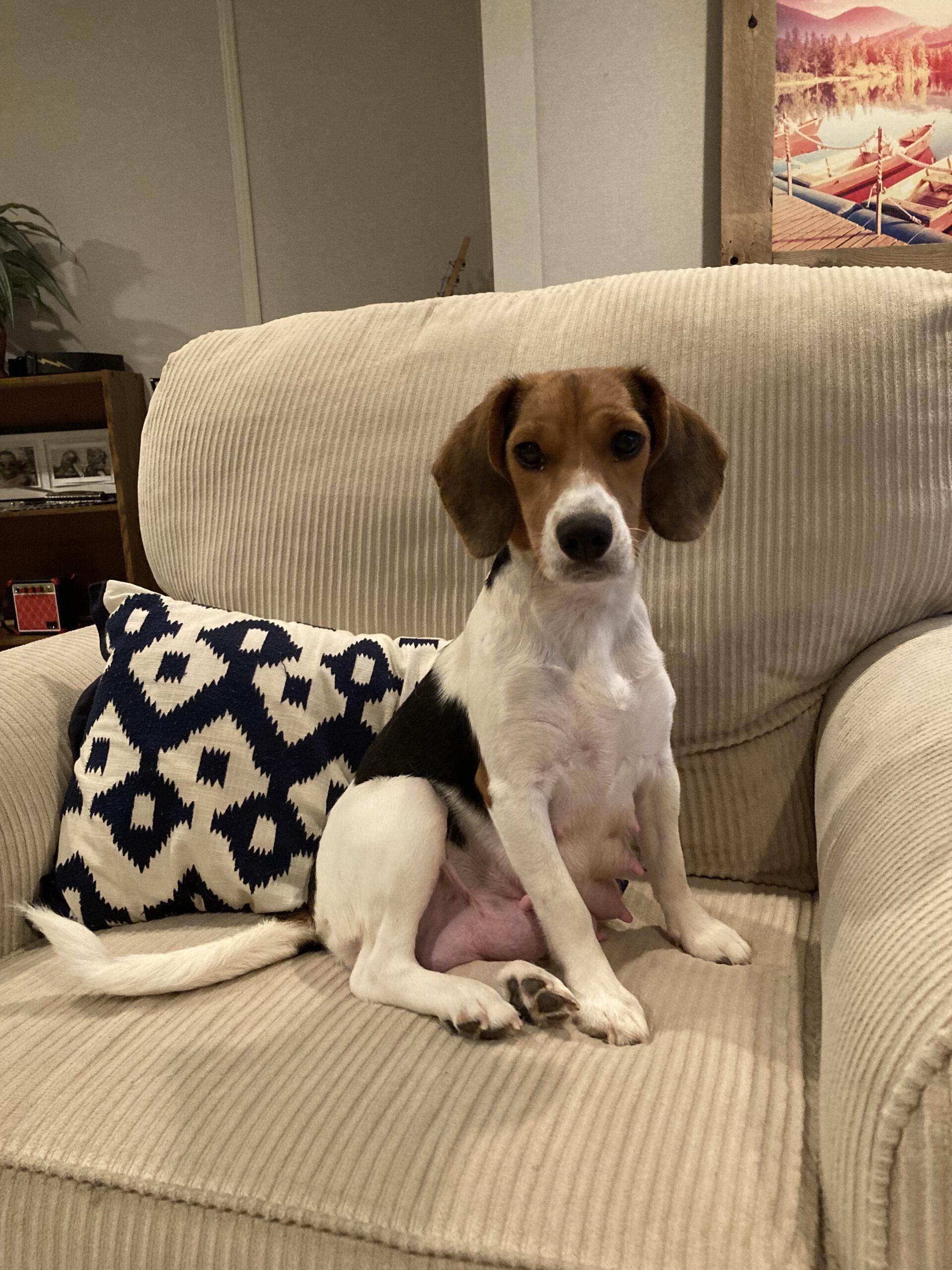 Bonnie, Adoptable, Adult Female Beagle.