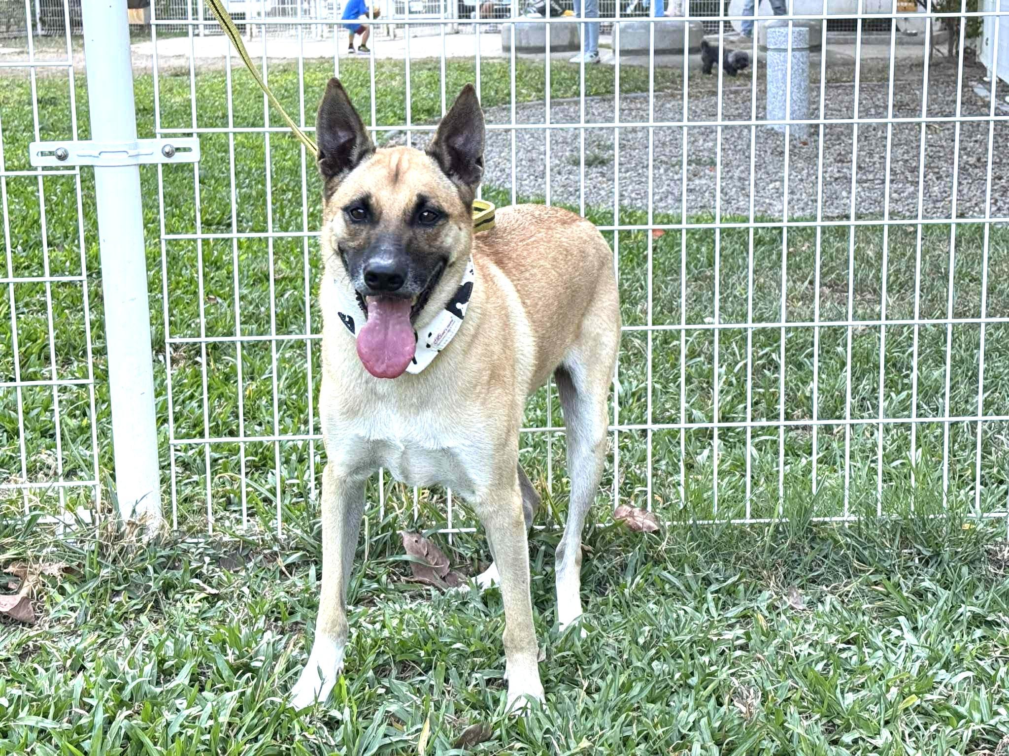 Chappy, a ADOPTABLE mixed breed in Hacienda Heights, CA image 6/6