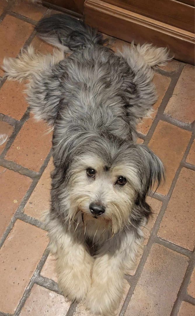 Enlarge Tess, an adoptable mixed breed in Beaumont, TX image 2/3