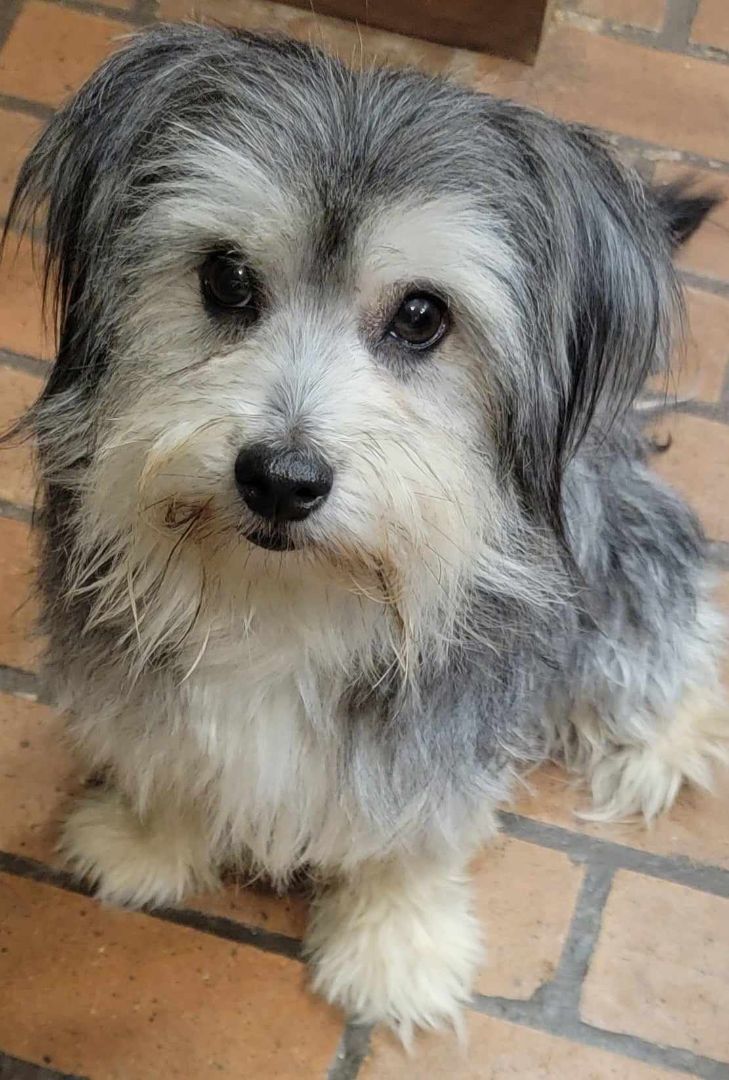 Enlarge Tess, an adoptable mixed breed in Beaumont, TX image 1/3