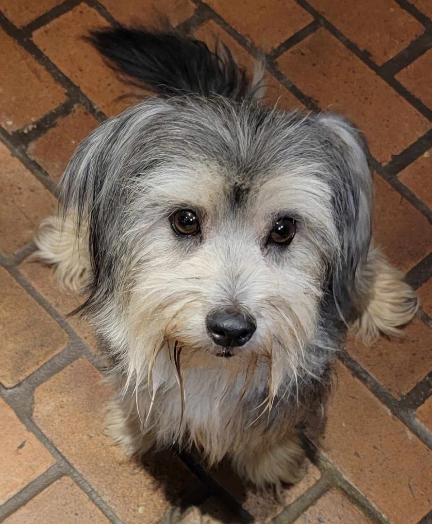 Enlarge Tess, an adoptable mixed breed in Beaumont, TX image 3/3