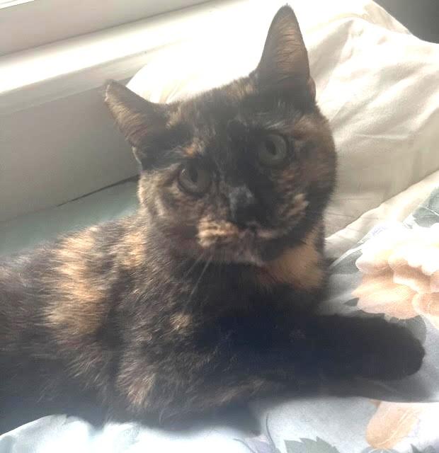 Kaylie, Adoptable, Adult Female Domestic Short Hair.