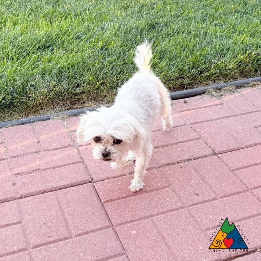 Bunny, Adopted, Adult Female Shih Tzu.