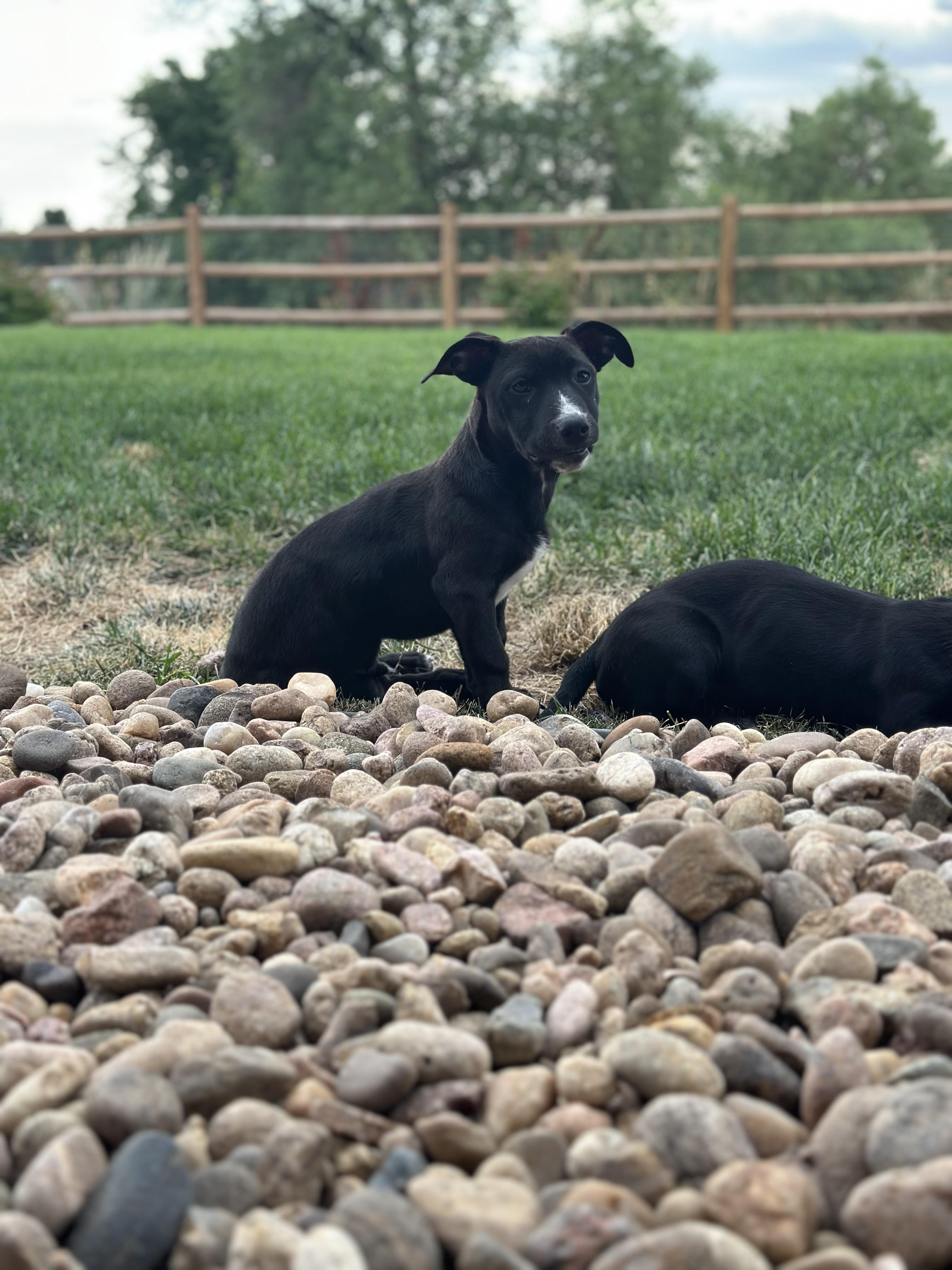 Skillet, a Adoptable Dachshund in Evergreen, CO image 1/3
