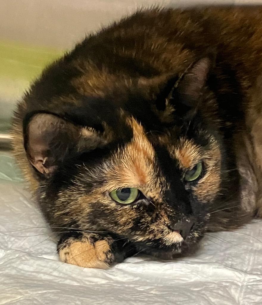 Turtle, Adoptable, Adult Female Domestic Medium Hair.