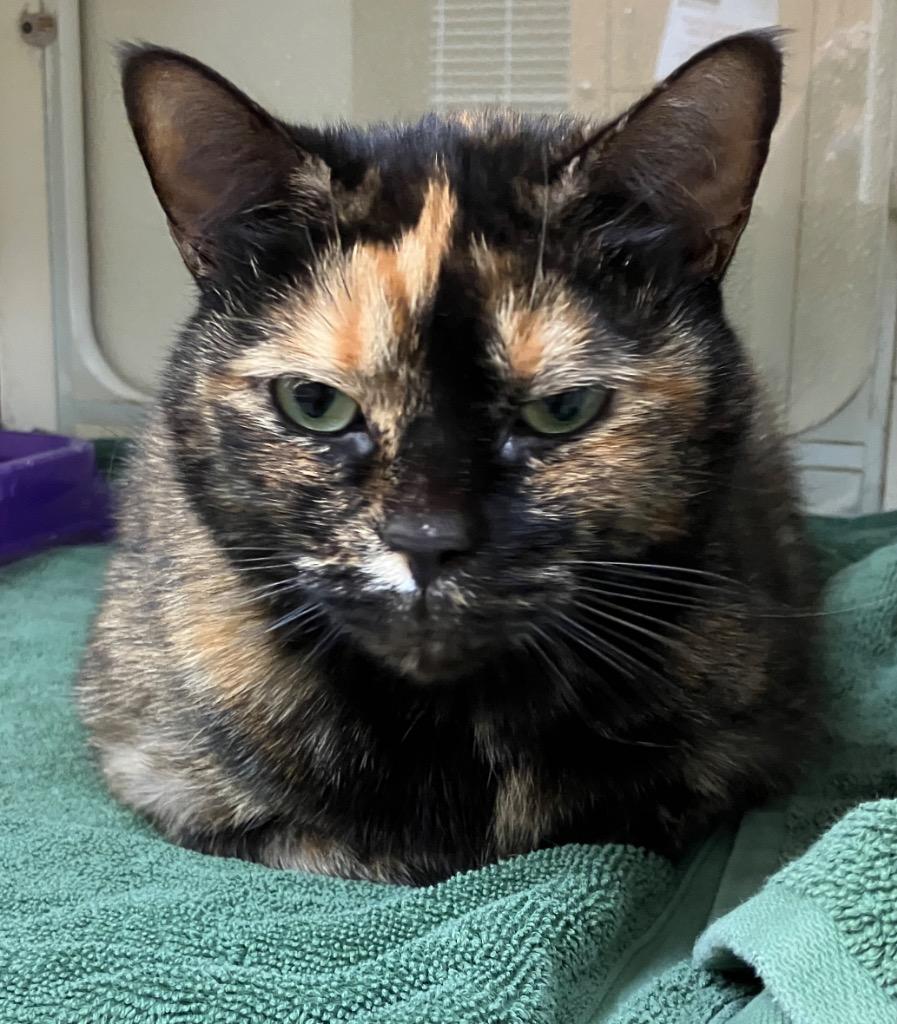 Enlarge Turtle, a Adoptable mixed breed in Christiansburg, VA image 2/2