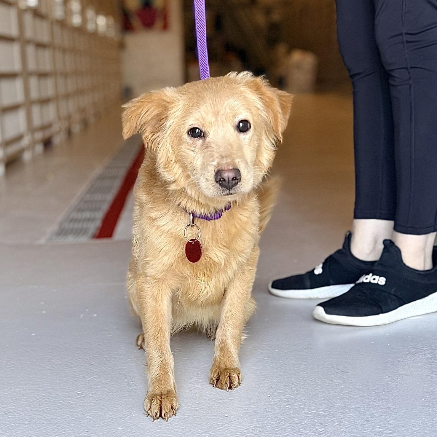 Whiskers, adopted, Young Female Golden Retriever & Pomeranian.