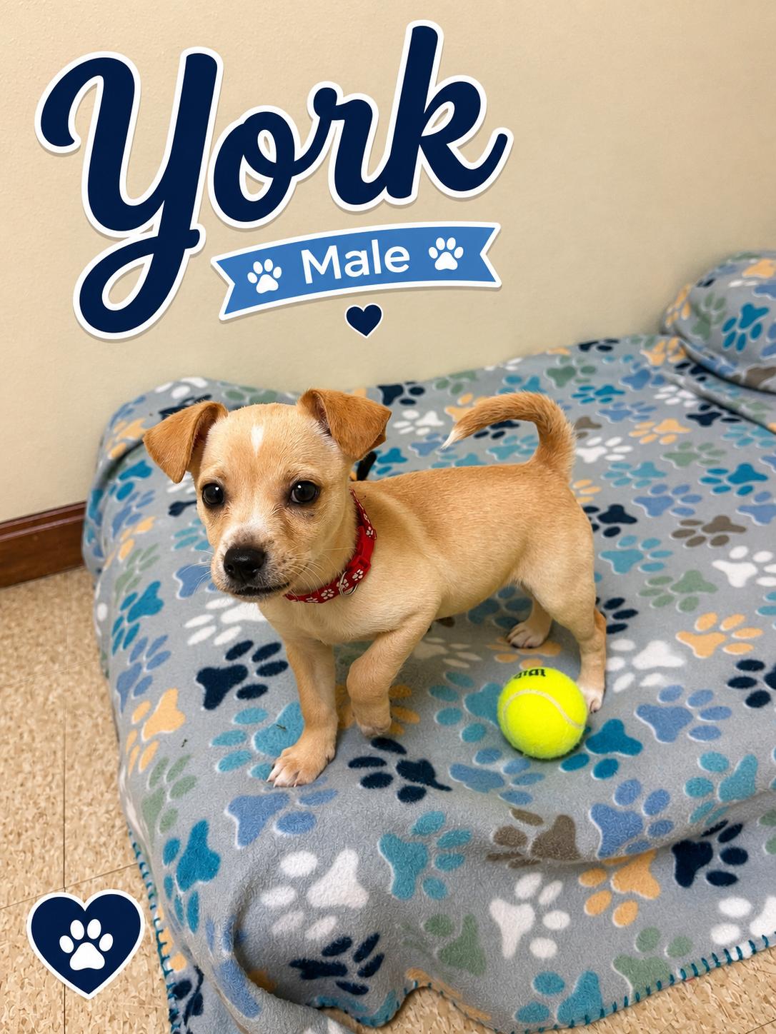 York, an adopted mixed breed in Douglas, MA image 6/6